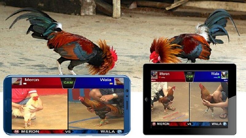 Đá gà cựa dao V9Bet - Trúng lớn bằng mẹo bắt chiến kê chuẩn 3 Đá gà cựa dao V9Bet